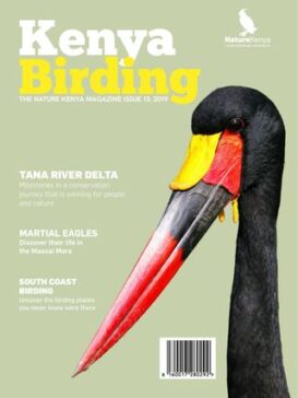 Kenya Birding