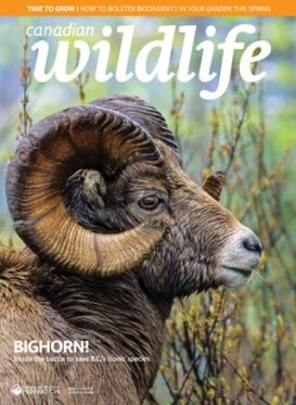 Canadian Wildlife