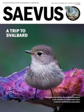 Saevus