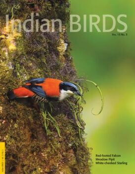 Indian BIRDS